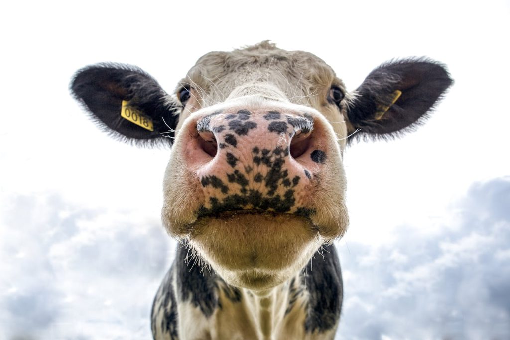 black-and-white-dairy-cow-s-head-2647053 Front view of a cows face on a farm, showcasing its curious expression.