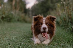 Border Collie resting on grass with tongue out, capturing a playful moment outdoors.
