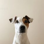 Close-up portrait of a Jack Russell Terrier against a neutral background.