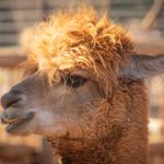 Charming close-up portrait capturing the fluffy fur of an alpaca in daylight.