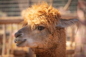 Charming close-up portrait capturing the fluffy fur of an alpaca in daylight.