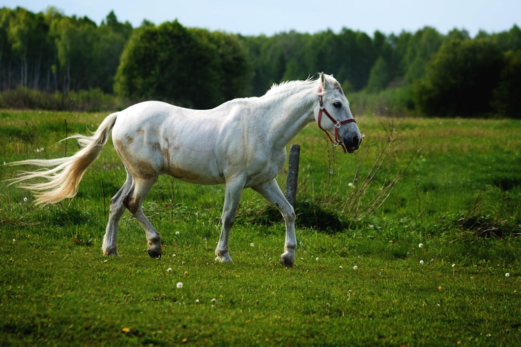 white-horse-461717 A majestic white horse running freely in a lush green countryside pasture.