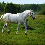 A majestic white horse running freely in a lush green countryside pasture.