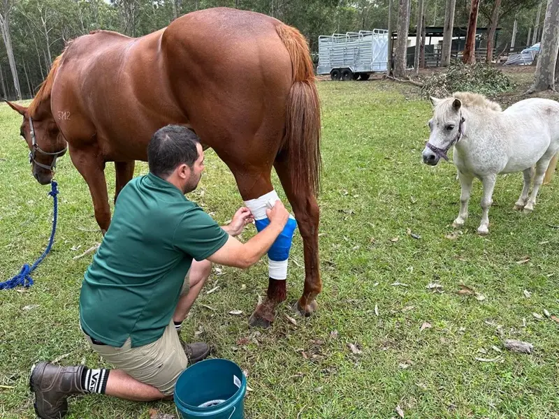 Dr Tom treating injured horse