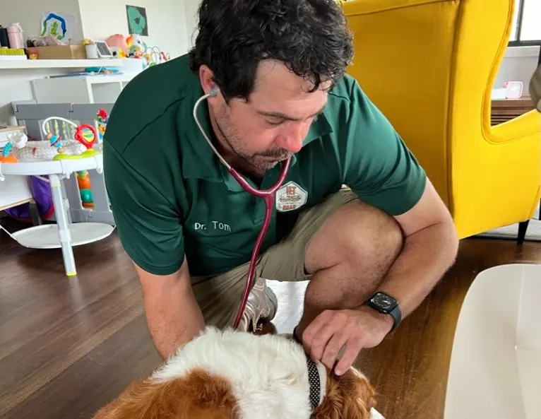 Mobile pet consultations central coast dr tom vet consult with canine patient at home