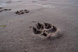 footprint, pet, beach, dog, tracks in the sand, footprints, paw, dog paw, dog track, animal, sand, footprints in the sand, sandy beach, dog tracks, paw print, footprint, footprints, paw, dog paw, dog paw, paw print, nature, paw print, paw print, paw print, paw print