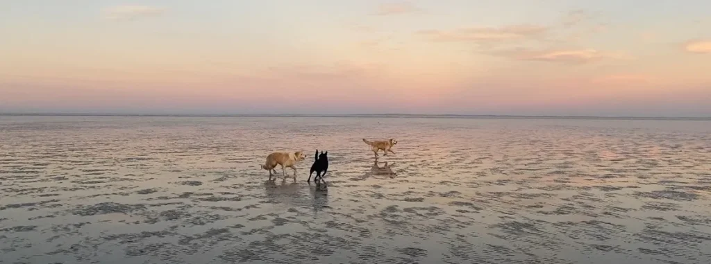 home pet euthanasia hero image dogs running in sunset