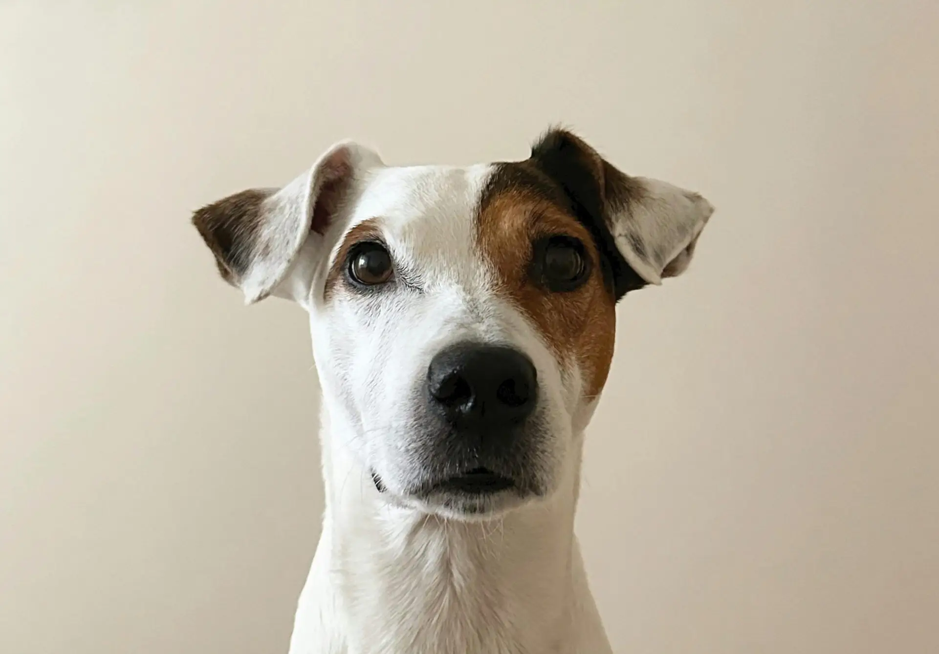 puppy waiting for vaccination on the central coast