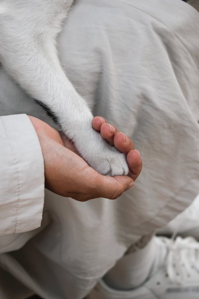 pexels-photo-10759425-10759425 A close-up of a human hand gently holding a dog's paw, symbolizing trust and companionship.