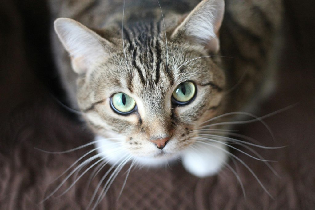 pexels-photo-20787 Close-up portrait of a tabby cat with striking green eyes and long whiskers.