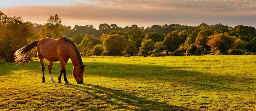 vet on the road horse vet central coast hero image horse grazing in central coast paddock