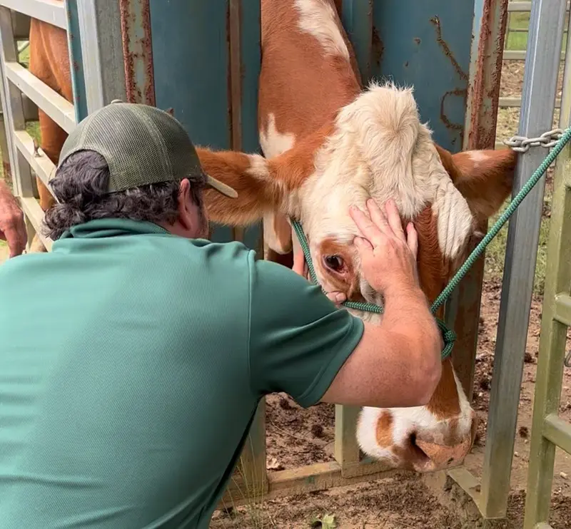 Dr Tom Quilty Treating a Cow Veterinar treatment of a cow in a crush