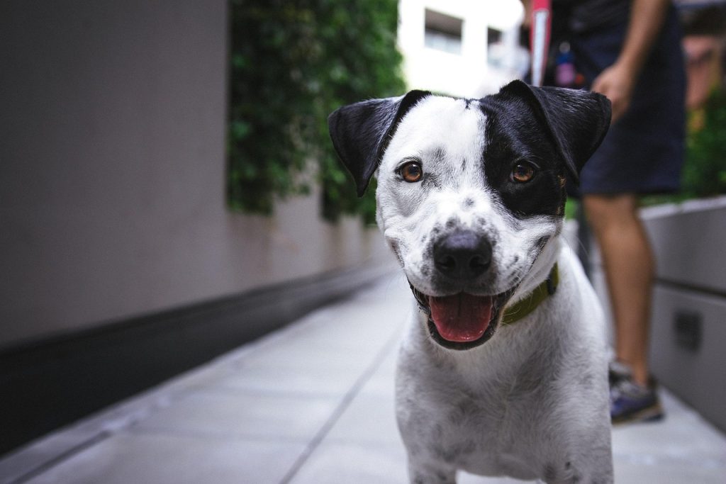 mobile pet consultations dog, pet, canine, dog breed, animal, breed, looking, mammal, outdoors, puppy, young, happy dog, smiling, portrait, dog portrait, dog, dog, nature, dog, dog, dog, puppy, happy dog, happy dog, happy dog