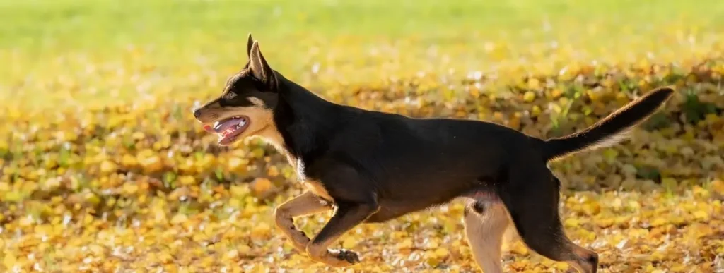 mobile pet consultations central coast dog running across paddock on the central coast