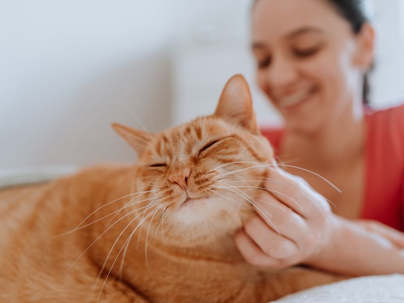happy cat at home