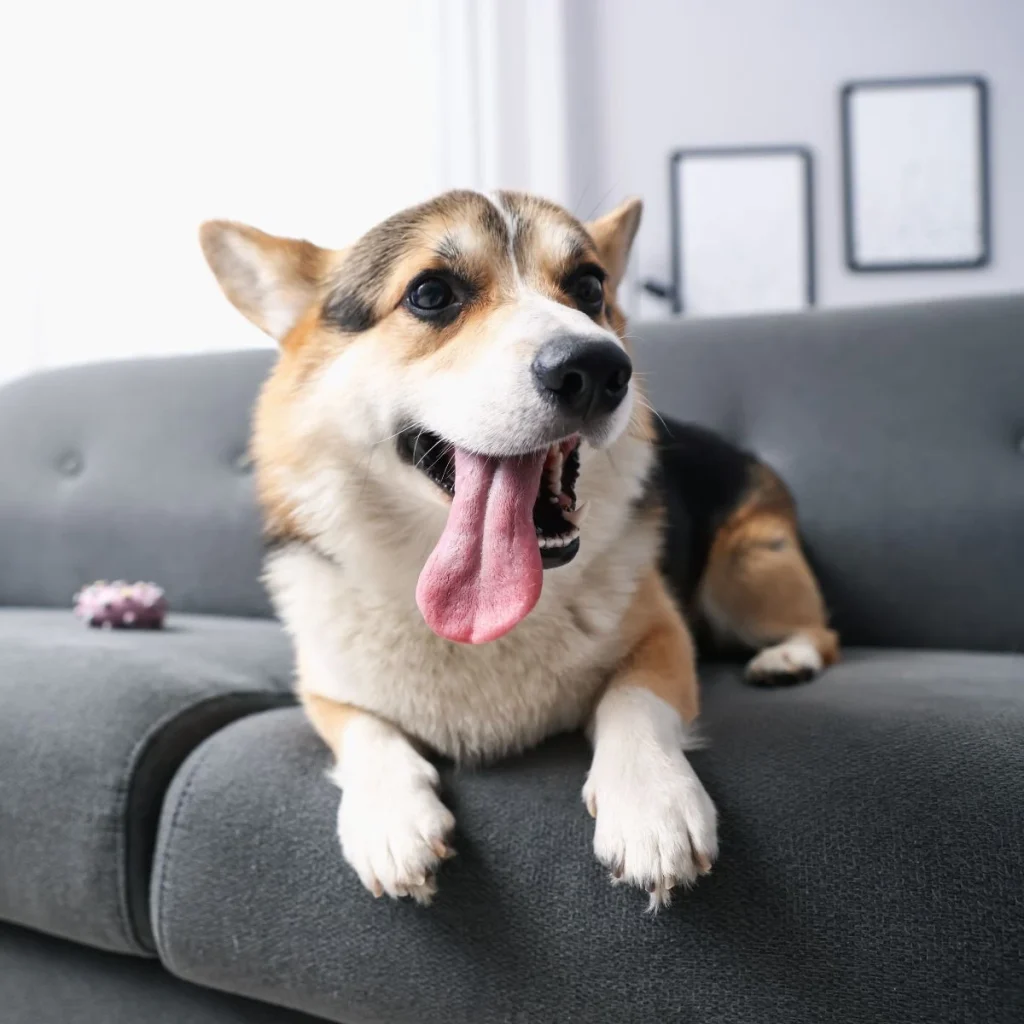 happy dog in home vet consult central coast