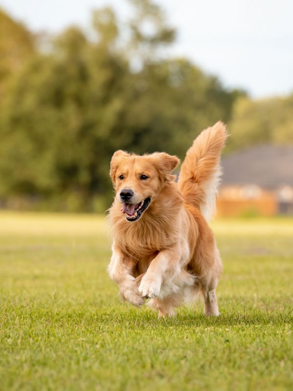 happy golden retriever in park central coast