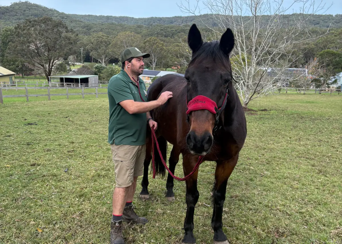 Dr Tom Quilty Colic Examination Vet examining a horse with colic on the central coast
