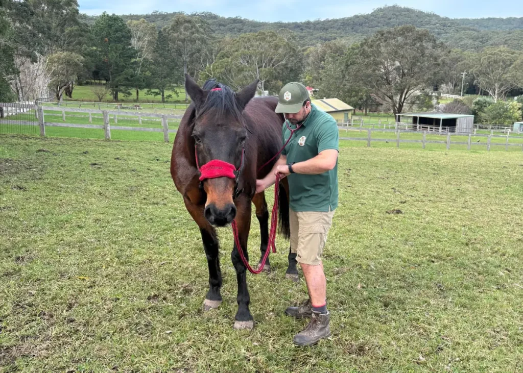 Mobile horse vet on the Central Coast checking heart rate during a colic assessment on a property