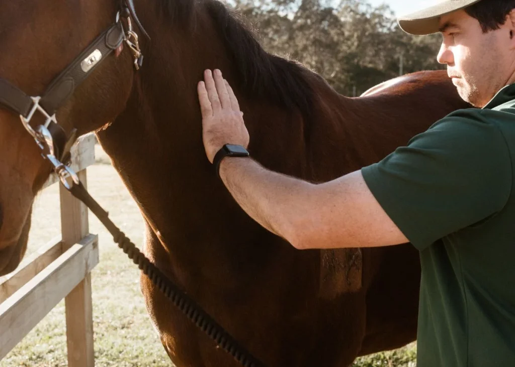 Horse receiving hendra vaccination on a central coast property