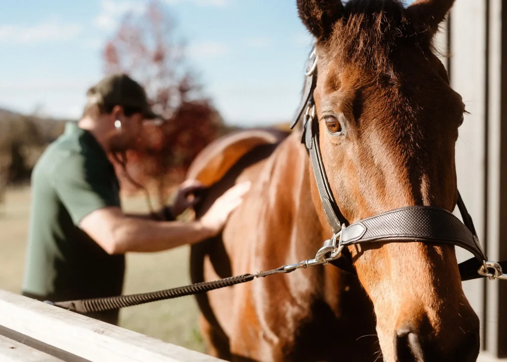 Vet performing annual health exam and hendra vaccination on a central coast property
