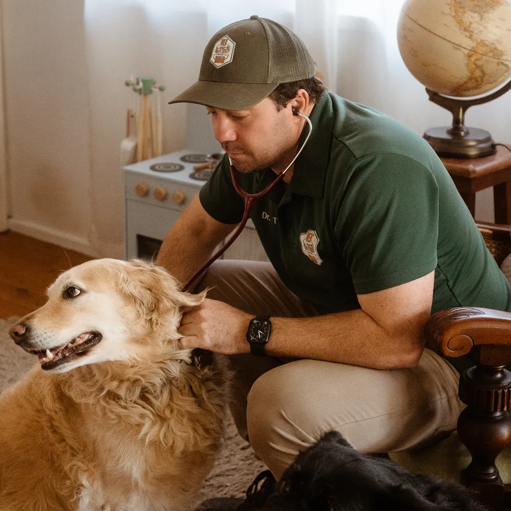 Mobile vet performing examination on retriever at a home in Lake Haven