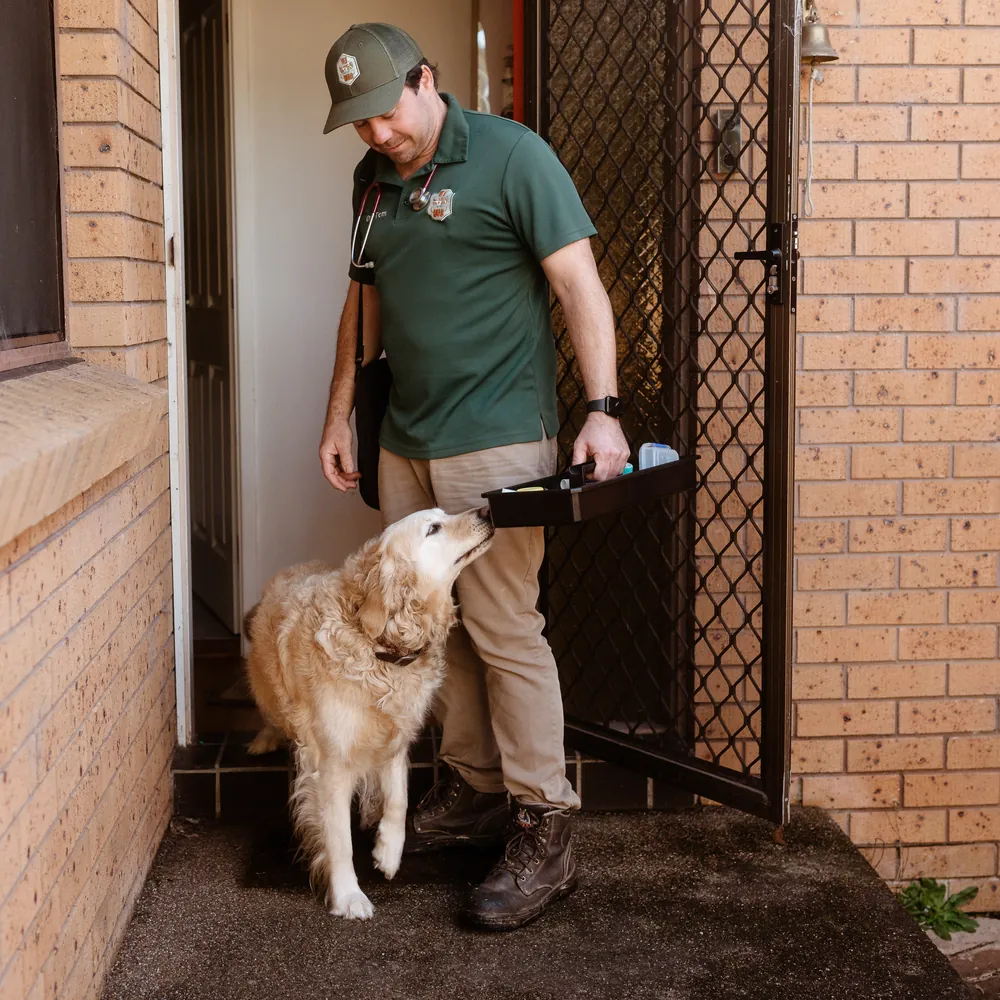 Mobile vet visting a golden retriever in Tuggerah