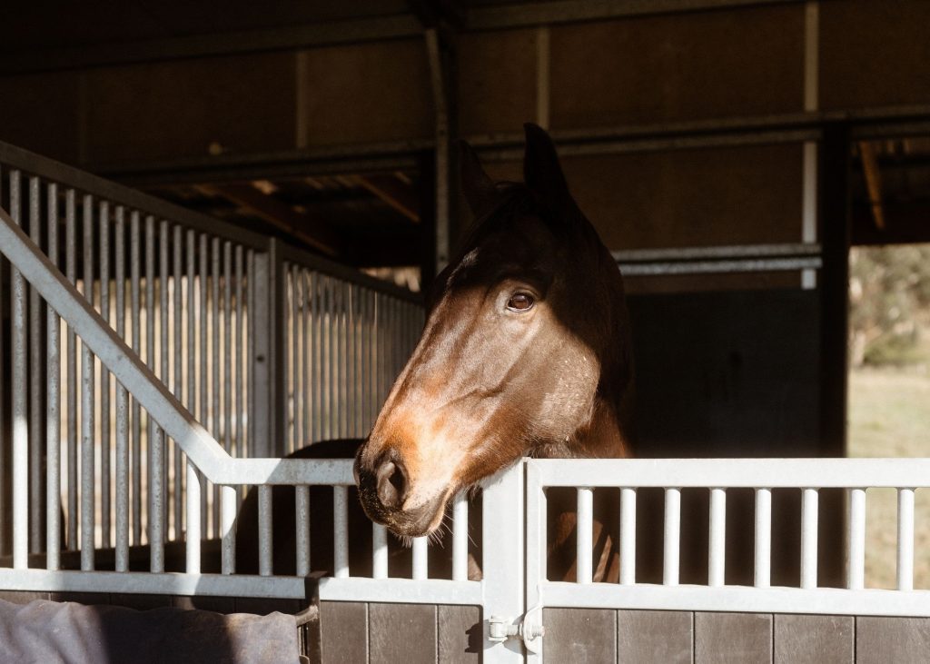 Bay horse looking over its stable gate before a dental check on a Central Coast property
