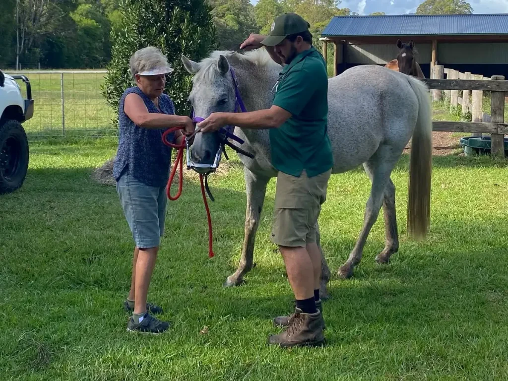 horse-dental-floating-central-coast Dr Tom Quilty examining a grey horse's mouth during a mobile dental visit on a Central Coast property